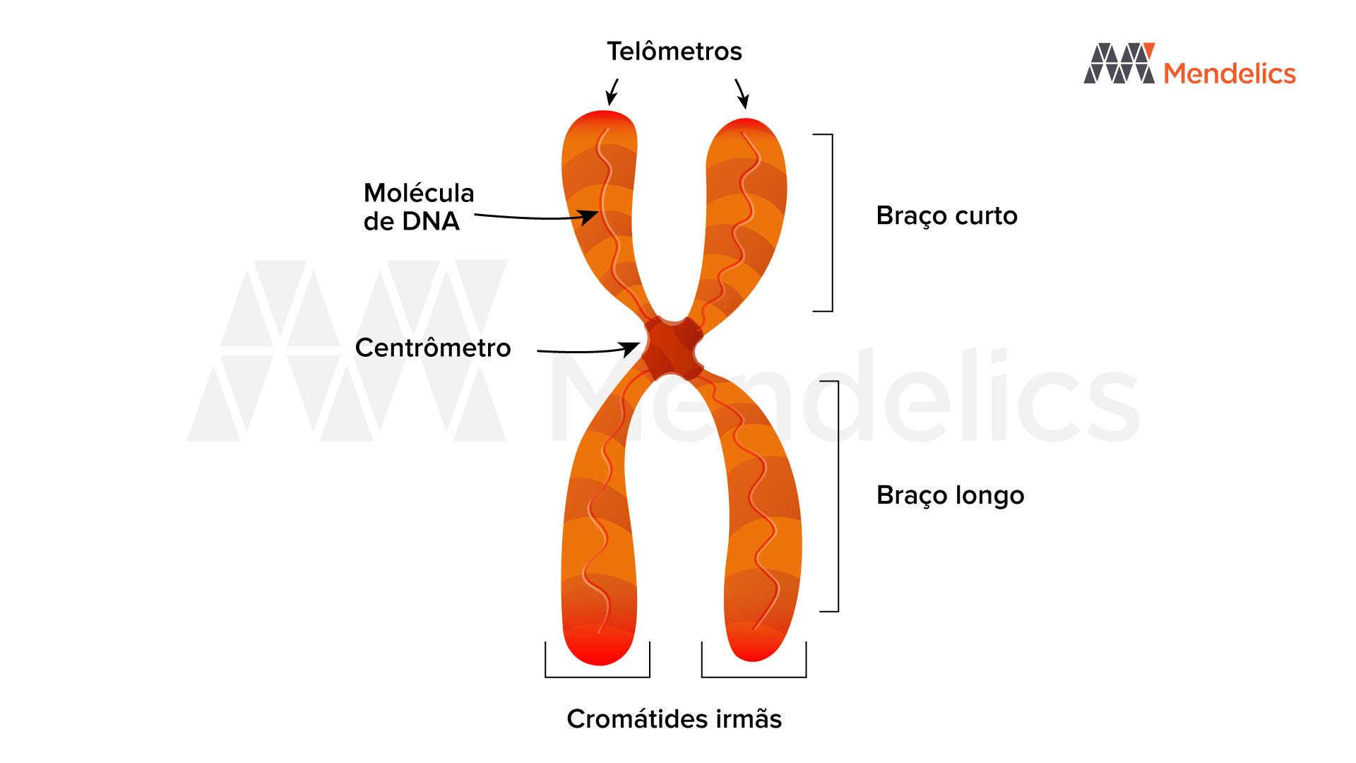 CROMOSSOMO PARTICIPACOES VII S.A CROMOSSOMO CRMP