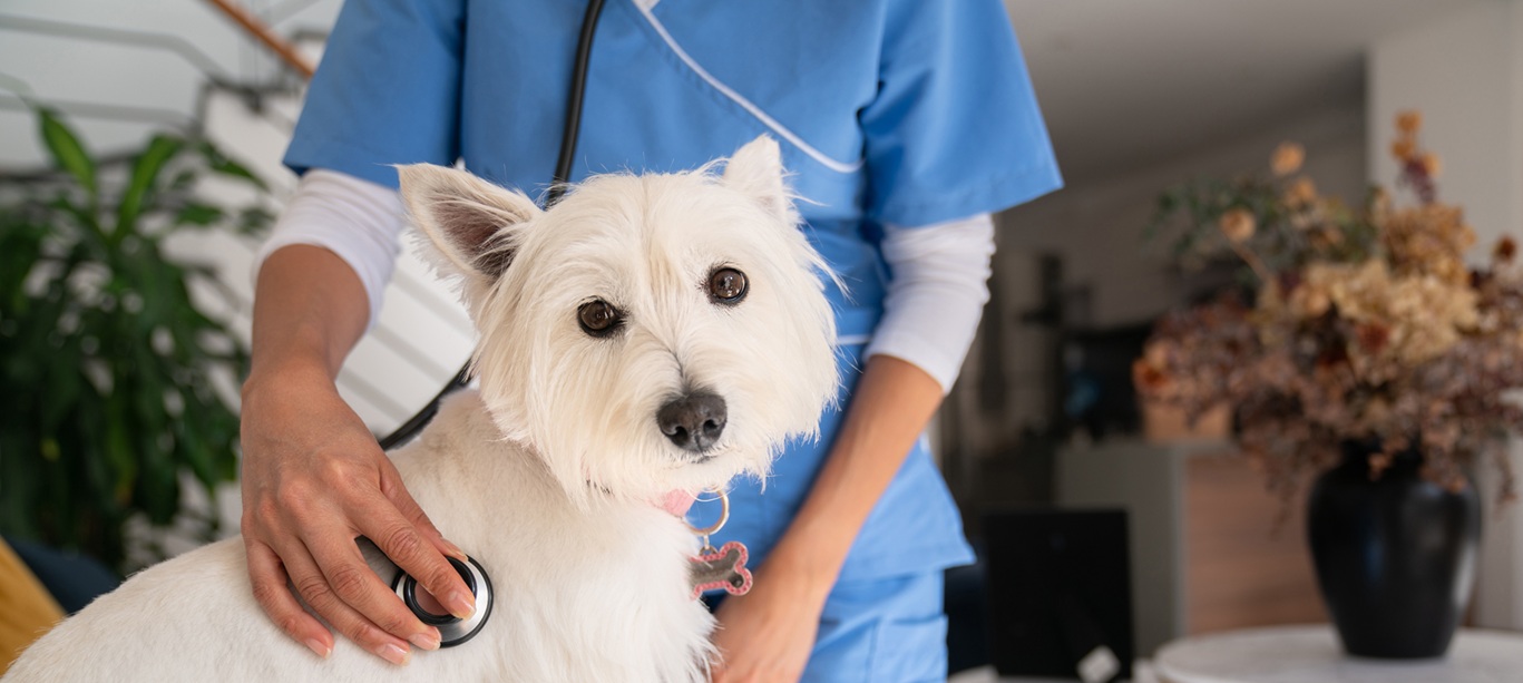 erros comuns ao contratar seguro para animais