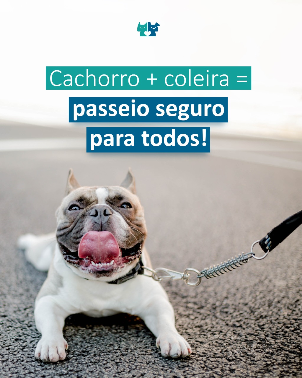 erros comuns ao contratar seguro para adestradores