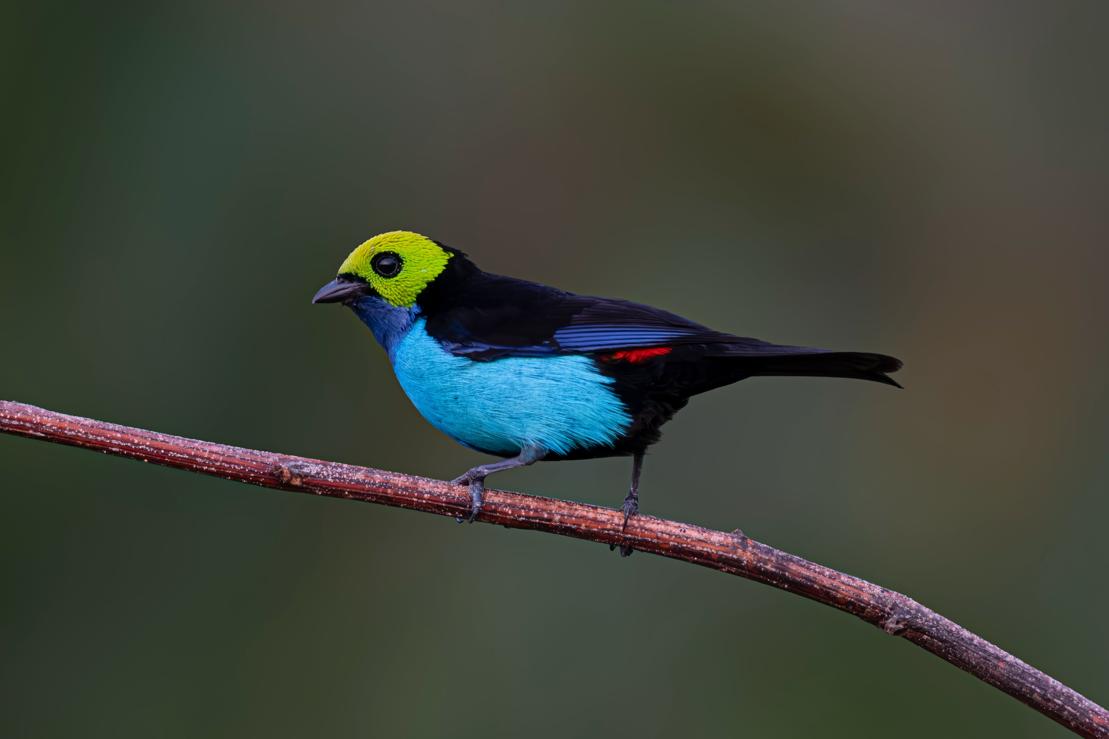 comparativo debêntures TAESA e outras empresas energia